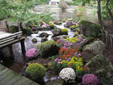 虹の郷・日本庭園の菊