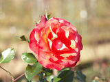 12月の薔薇(5) ; 1024*768 pixels, 102KB