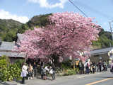 河津桜 : 河津桜の原木