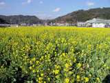 南伊豆・菜の花畑