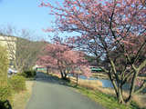 南伊豆・湯の花観光交流館付近の桜並木