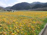 松崎町・田んぼをつかった花畑