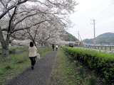 県道沿いの桜並木
