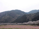 背景の山に注目