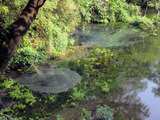 柿田川公園・第1展望台下の湧き間