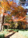 12月の紅葉(3) : 768 * 1024 pixels, 340KB