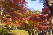 2014年11月24日・修善寺虹の郷の紅葉