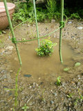 シマトネリコの苗が水に浸かっています