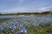 浜名湖ガーデンパーク : 真っ青な花の絨毯