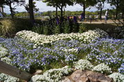 青と白で彩られた花壇