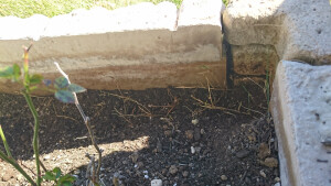 花壇の縁取りブロックの下から、芝の根が入り込んでいます