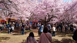 高遠城址公園：さくら祭り開催中