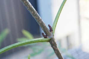 芽が付いています