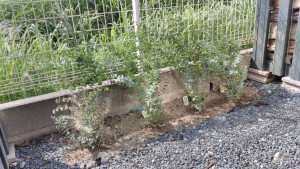 ユーカリが一気に生長しました