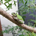 無事カエル、がいちばん