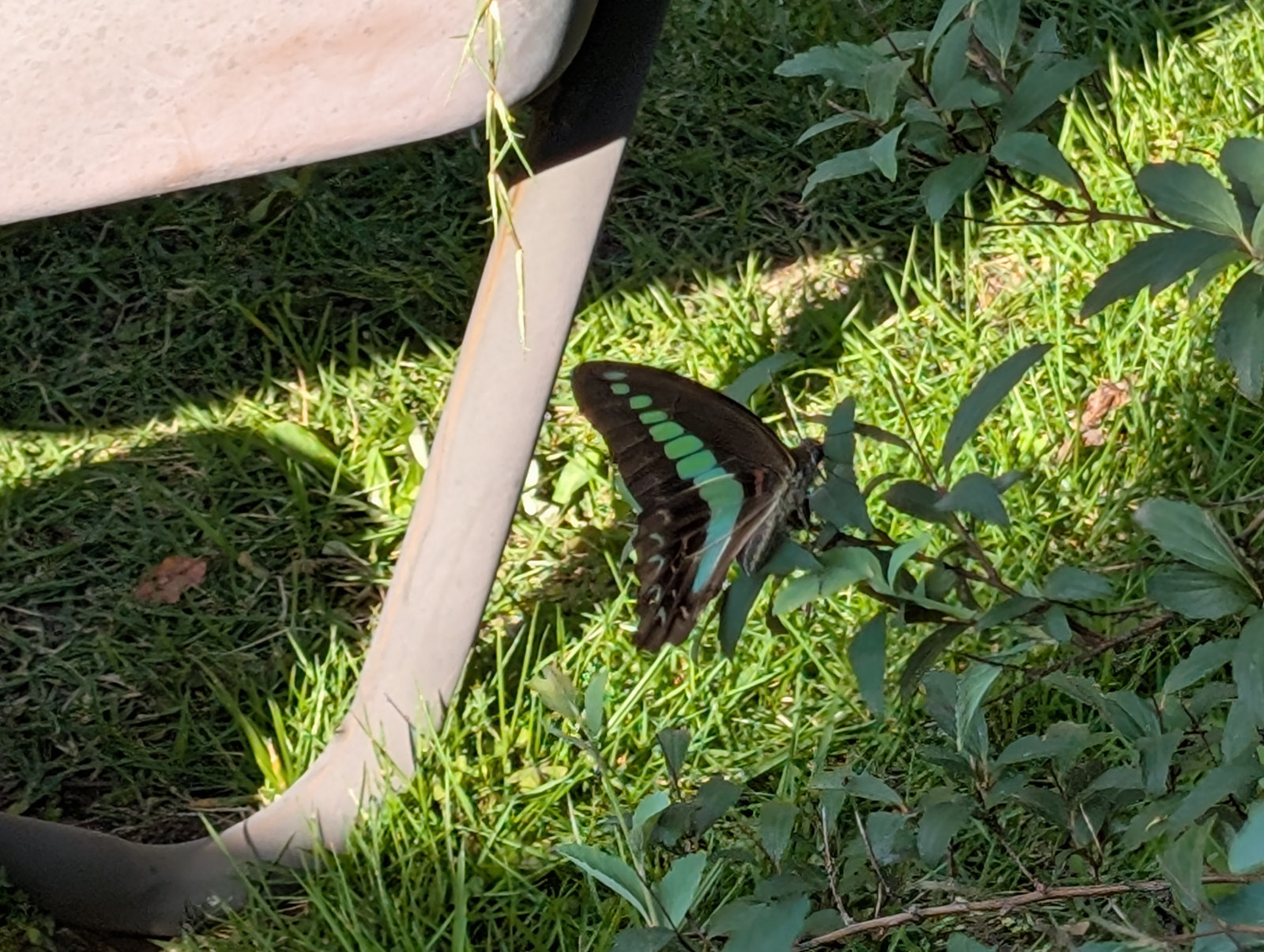 すっかり夏です。